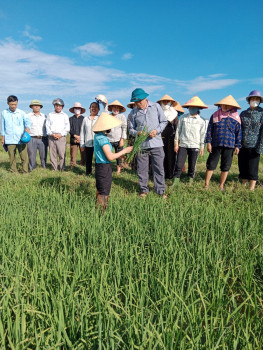 Tập huấn đầu bờ hướng dẫn khoa học kỹ thuật thâm canh lúa, phòng trừ sâu bệnh hại lúa Hè Thu cho bà con nông dân xã Hồng Thành